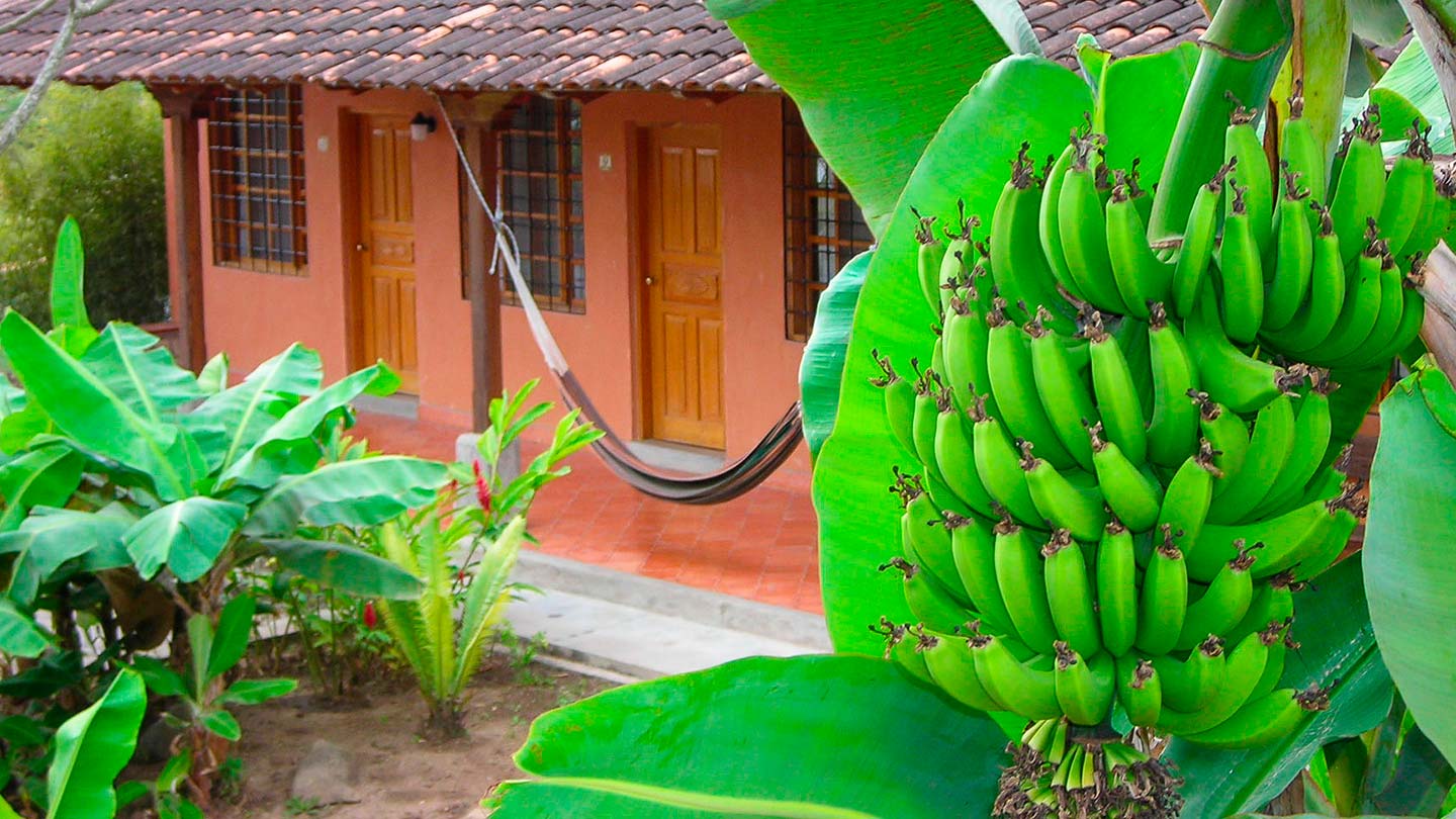 Central America bananas