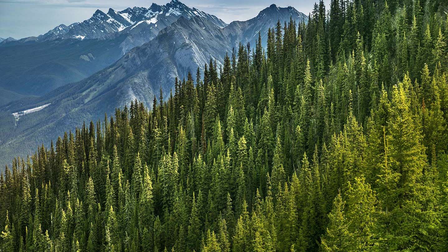 Sulphur Mountain in Banff Alberta Canada